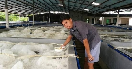 五年磨一劍 豐年蟲工廠化養殖技術的神話與底氣